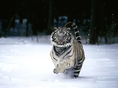 Tigre Blanco de Bengala ~ My Pictures World