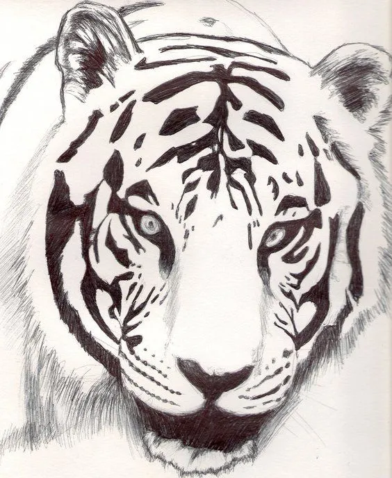 Tigre blanco dibujo - Imagui