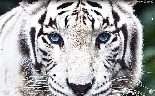 White Tiger Live Wallpaper Android APK Download
