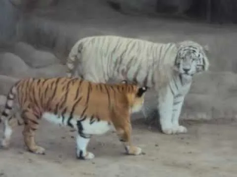 Tigre Blanco, Leones, Zoológico de Huachipa Lima-Perú - YouTube