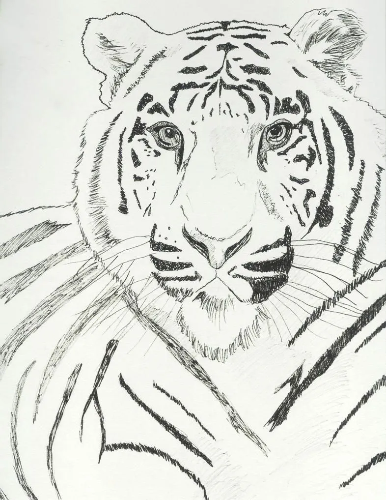 Dibujos para colorear tigre - Dibujos para colorear - IMAGIXS Dibujos para colorear tigre - Dibujos para colorear - IMAGIXS