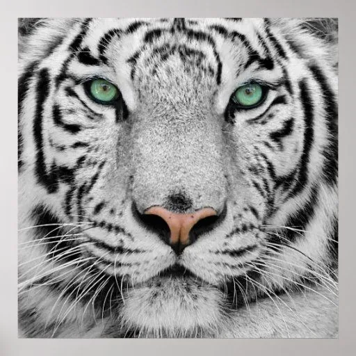 Tigre blanco póster | Zazzle