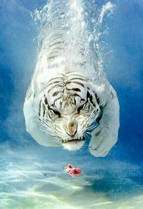 Tigre blanco siberiano | Gatunos | Pinterest