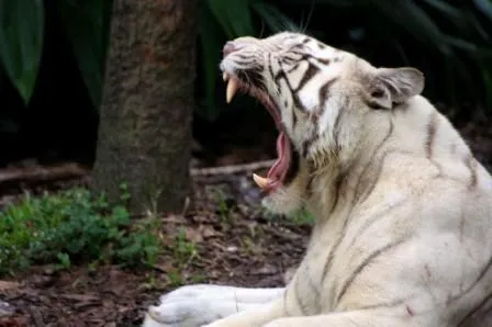 Lo que debes saber del tigre albino » TIGREPEDIA