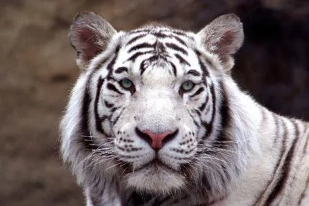 Cómo crear un hábitat del tigre blanco » TIGREPEDIA