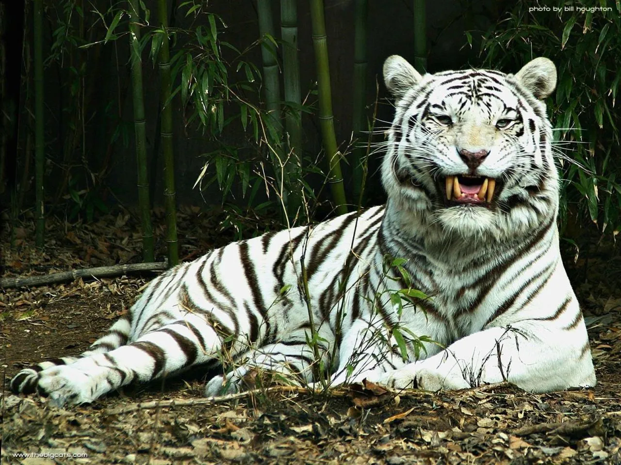tigre branco (também conhecido como o tigre de Bengala) têm ... tigre branco (também conhecido como o tigre de Bengala) têm ...