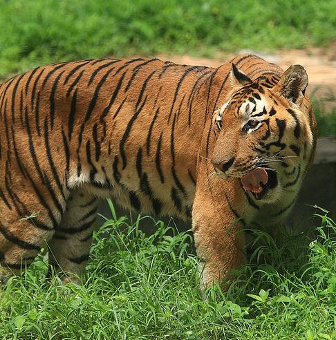 Información sobre los tigres de Bengala | Sobre India