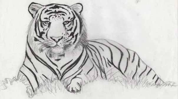 Tigre. Dibujo a Lápiz. Carina Malarchia | Arte | Pinterest
