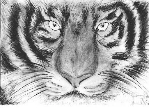 Como dibujar tigres a lapiz - Imagui