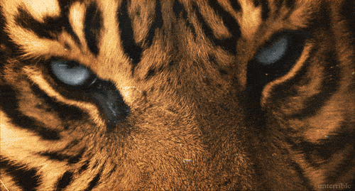 tigre gif | Tumblr