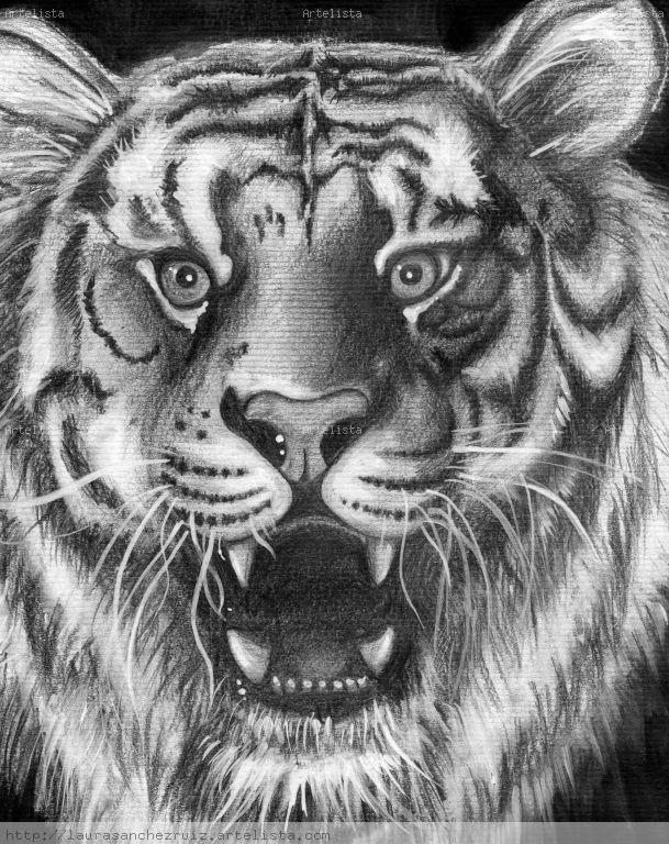 Dibujos con lapiz de tigre - Imagui
