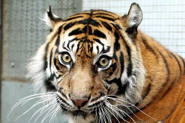 Un tigre mata a una trabajadora de un zoológico británico | Emol. Un tigre mata a una trabajadora de un zoológico británico | Emol.