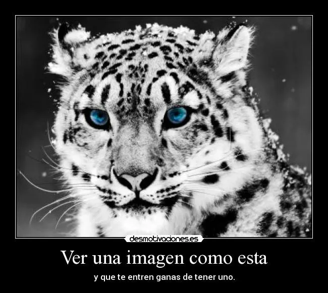 Tigre con ojos verdes - Imagui