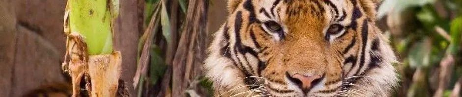 TIGREPEDIA » Tigres. Enciclopedia Especializada