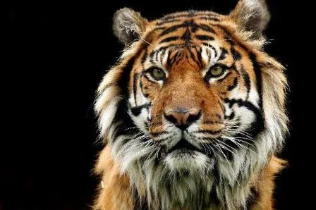 Varios mitos sobre tigres contra leones » TIGREPEDIA