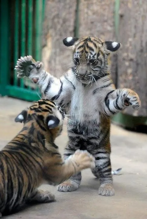 tigres bebes | Tumblr