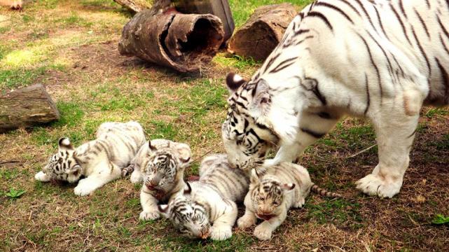 Cuatro tigres de bengala blancos nacieron en el zoo de Buenos ... Cuatro tigres de bengala blancos nacieron en el zoo de Buenos ...