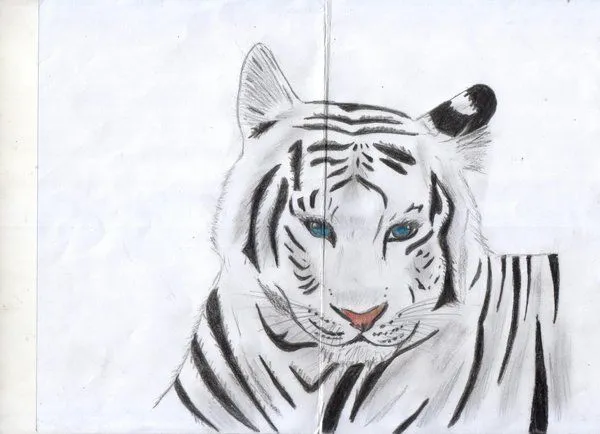 Como dibujar un tigre de bengala - Imagui