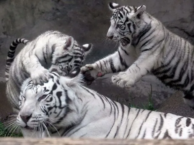 TIgres d Bengala: Diferencias entre tigre de bengala y tigre siberiano