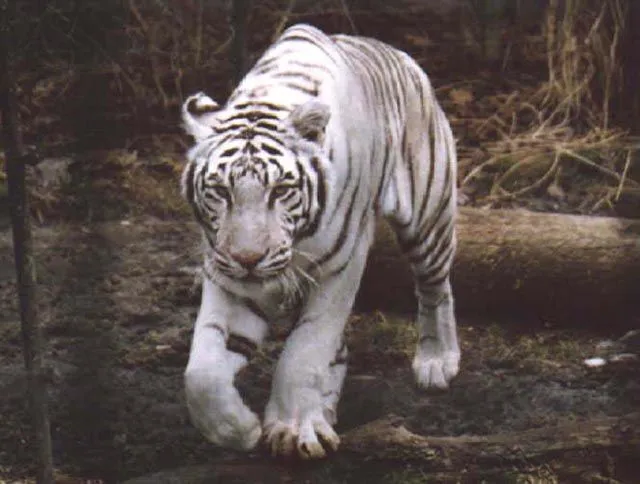 Gif animados de tigre blanco - Imagui