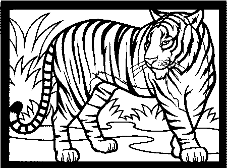 El tigre dibujo - Imagui