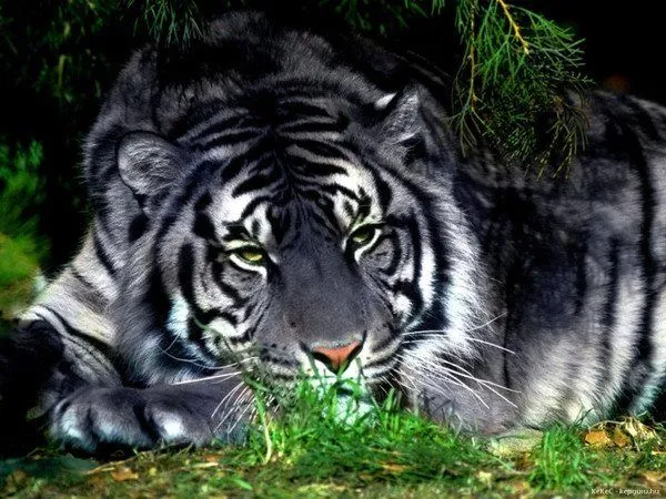 Tigres hermosos - Imagui