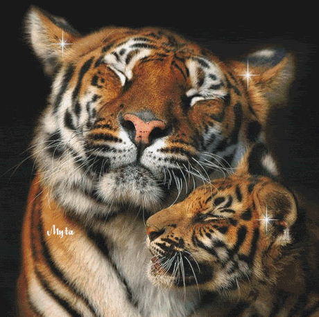 Tigres imágenes con brillos | Busco Imágenes