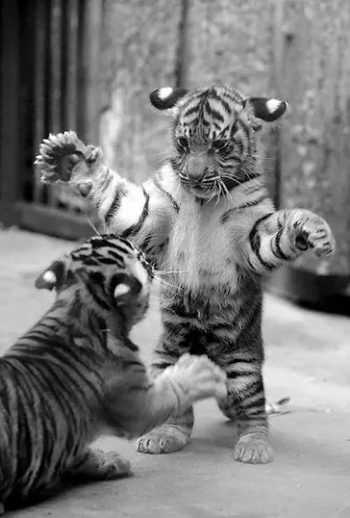 tigres" | Tumblr