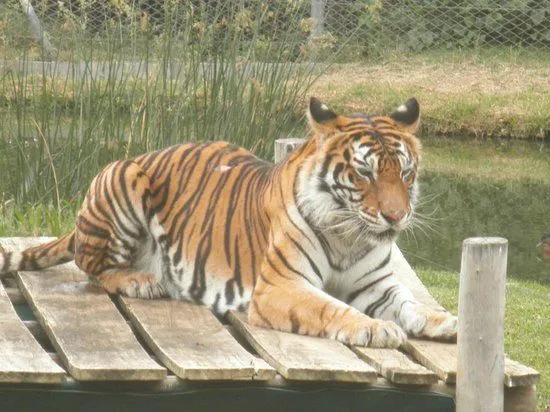 Todo tipo de animales: tigres, tortugas, pavos reales, etc ... Todo tipo de animales: tigres, tortugas, pavos reales, etc ...