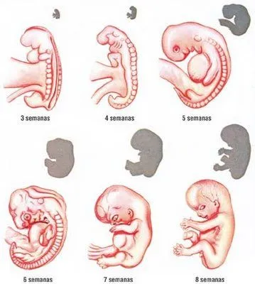  este primer trimestre el feto es muy susceptible a cualquier tipo de ...