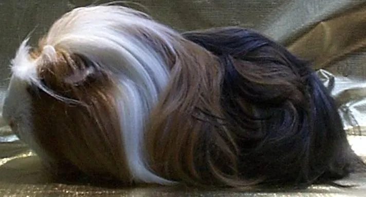 Tipo3: Este cuy se caracteriza por tener el pelo lacio y largo Tipo3: Este cuy se caracteriza por tener el pelo lacio y largo