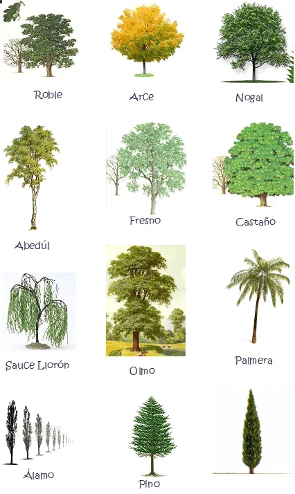 Nombres de tipos de árboles - Imagui