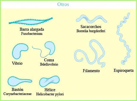 Tipos de bacterias | Ayuda para 3º de E.S.O.
