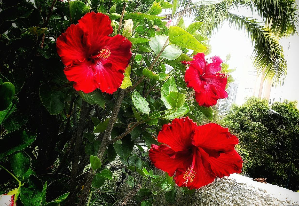 Tipos de flor de Jamaica - Características, usos y nombres