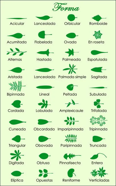 Nombres de tipos de hojas de plantas - Imagui