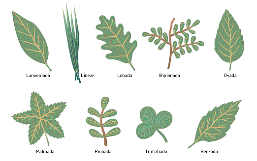 Tipos de hojas con nombres - Imagui