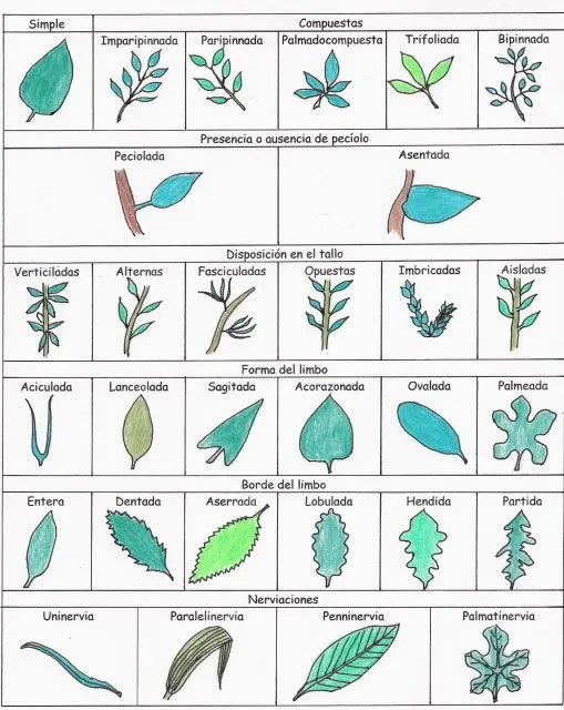 Tipos de hojas | La guía de Biología