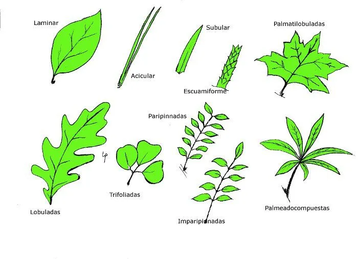 Tipos de hojas de árboles con su nombre - Imagui