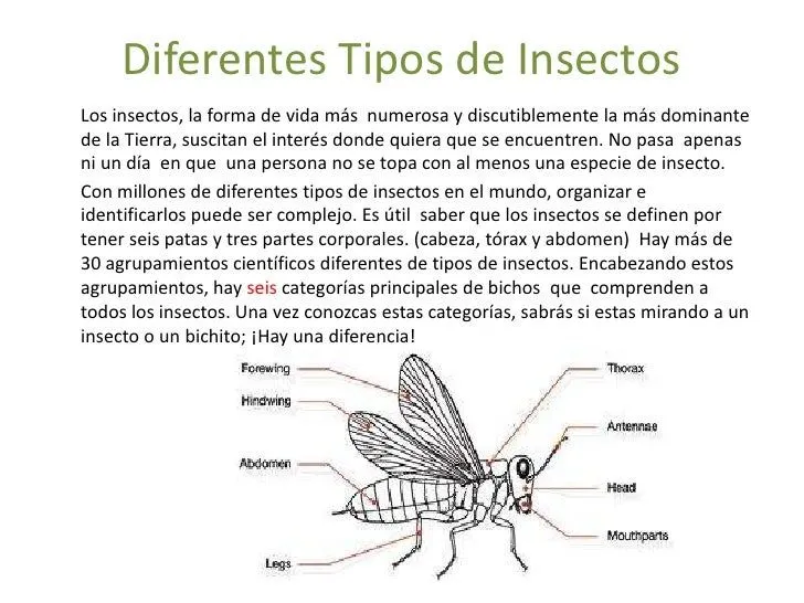 Diferentes tipos de insectos