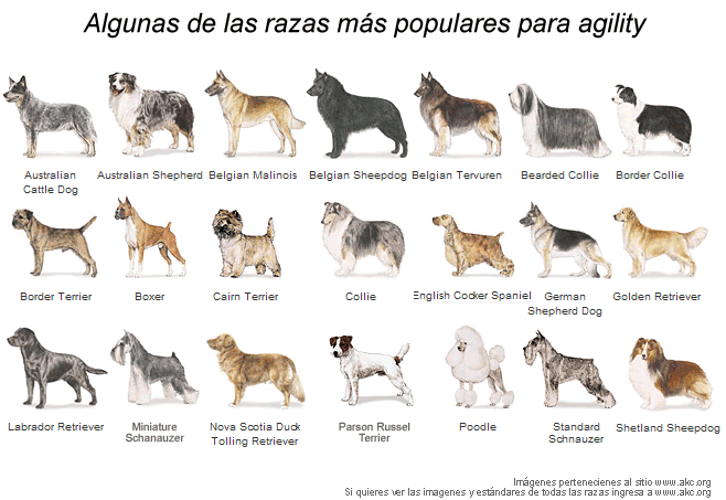Imagen de todas las razas de perros con su nombre - Imagui