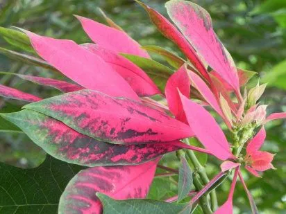 tipos de plantas ornamentales | Cuidar de tus plantas es facilisimo. tipos de plantas ornamentales | Cuidar de tus plantas es facilisimo.