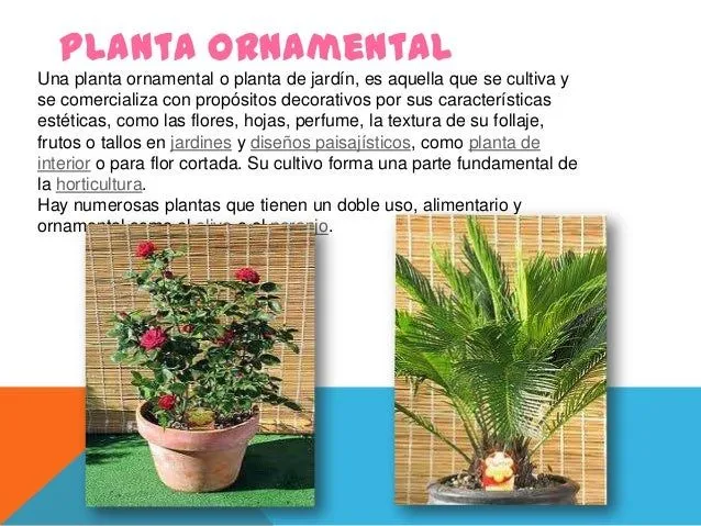 Tipos de plantas ornamentales y sus nombres - Imagui