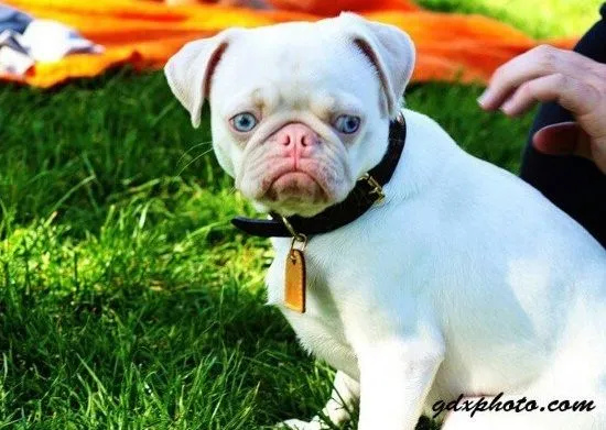 Tipos de Pug: Albino – Perros Pug
