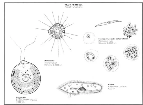 Tipos de protozoarios con nombres - Imagui