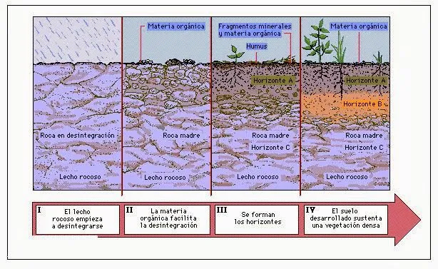 Tipos de suelo arenoso arcilloso y humifero - Imagui