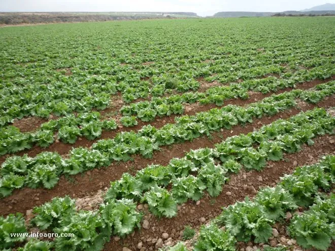 Suelos | Tipos de suelo en los que se puede cultivar Suelos | Tipos de suelo en los que se puede cultivar