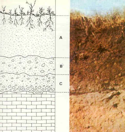 Tipos de suelos y sus horizontes | sergioyounme Tipos de suelos y sus horizontes | sergioyounme