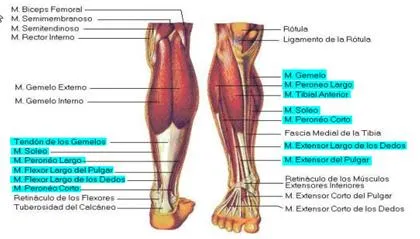 El tobillo anatomía y lesiones más frecuentes - Artículo de ...