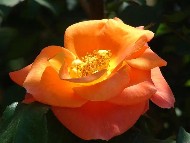 Tonos en color naranja | Flickr - Photo Sharing! Tonos en color naranja | Flickr - Photo Sharing!