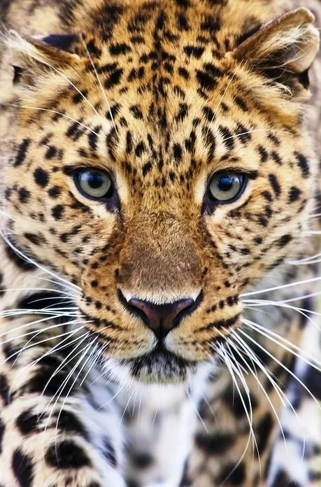 Top 10 curiosidades del Leopardo - Taringa!